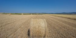 Fotografía: El trigo en Aliste, Zamora