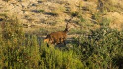 Fotografía: Ciervo en la Sierra de la Culebra, Zamora