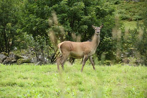 CERVUS ELAPHUS HEMBRA