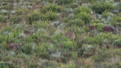 Fotografía: Ciervos en el monte de la Sierra de la Culebra