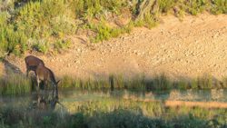 Fotografía: Ciervos en la Sierra de la Culebra
