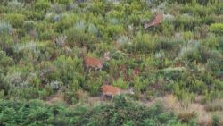 Fotografía: Ciervos en ladera de la Sierra de la Culebra