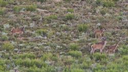 Fotografía: Ladera con Ciervos en la Sierra de la Culebra